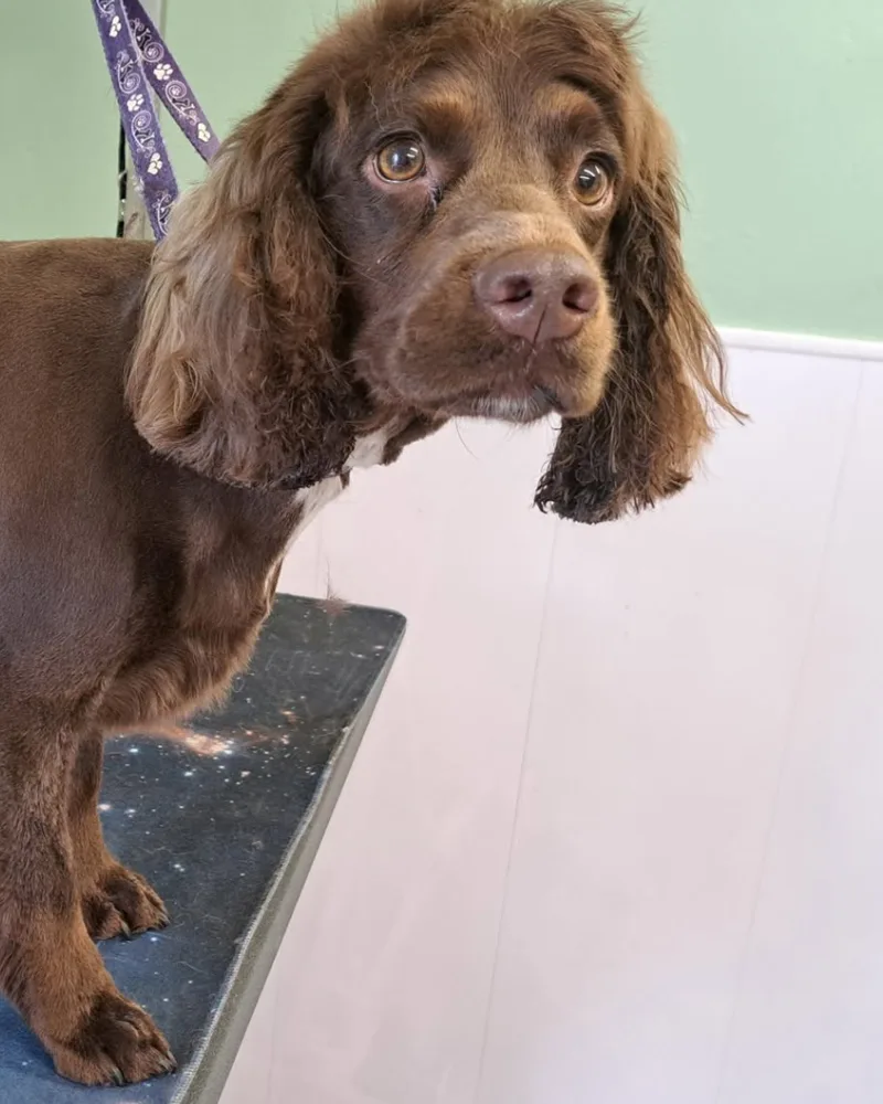 Emma in the salon with three dogs waiting calmly at her feet